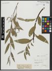 Foto von Salix alba L.